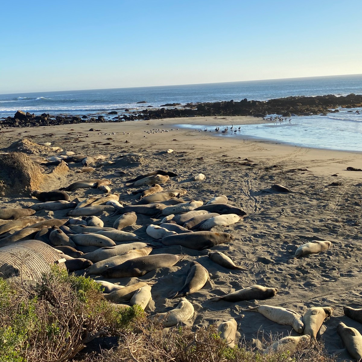 Santa Barbara & solvang 丹麥村 ❘ 𝐿𝐼𝐹𝐸𝑆𝑇𝑌𝐿𝐸